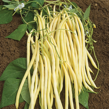 Product Image of Bean, Pole, Monte Gusto 