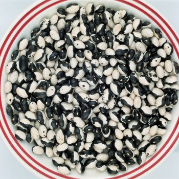 Calypso Dry Shelling Bush Bean