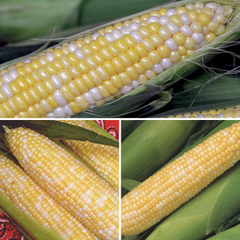 Product Image of Sweet Corn, Bicolor SE Special
