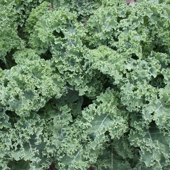 Darkibor Hybrid Kale