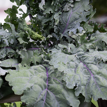Product Image of Kale, Red Russian