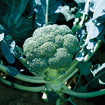 Broccoli Garden Guide