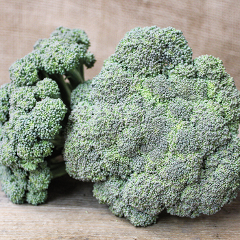 Broccoli, Castle Dome Hybrid