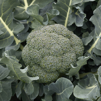 Broccoli, Godzilla Hybrid