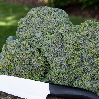 Broccoli, Green Magic Hybrid