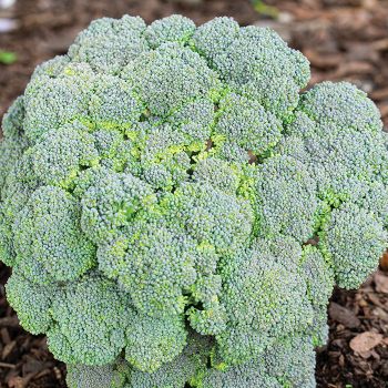 Broccoli, Monflor Hybrid