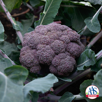 Broccoli, Purple Magic Hybrid