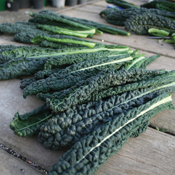 Black Magic Hybrid Kale