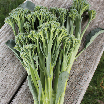 Broccoli, Aspabroc Hybrid 