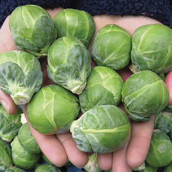 Dagan Hybrid Brussels Sprouts