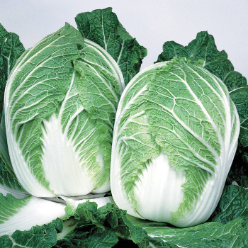 Product Image of Chinese Cabbage, China Express Hybrid