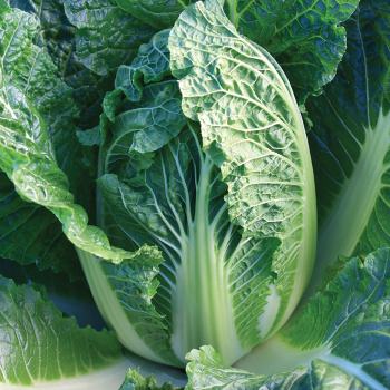 China King Hybrid Cabbage