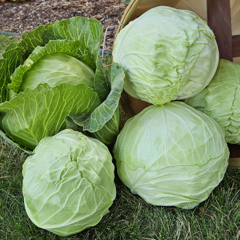 Cabbage, Danish Ballhead