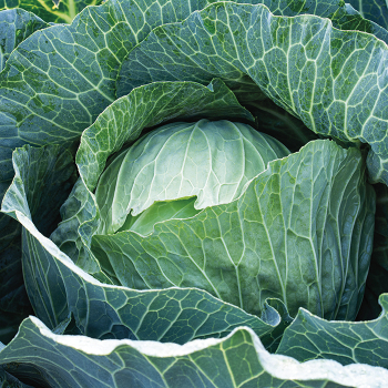 Product Image of Cabbage, Megaton Hybrid