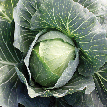 Product Image of Cabbage, Superstar Hybrid