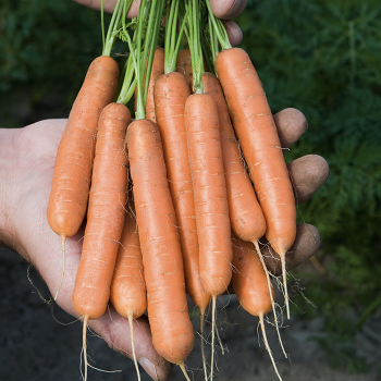 Carrot, Adelaide Hybrid