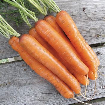 Product Image of Carrot, Barracuda Hybrid 