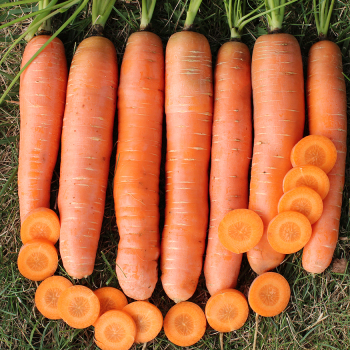 Carrot, Caravel Hybrid