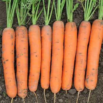 Product Image of Carrot, Caravel Hybrid