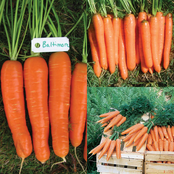 Carrot Sampler