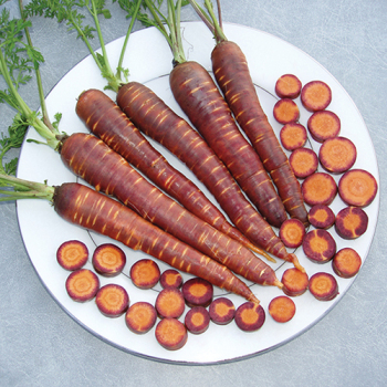 Product Image of Carrot, Purple Haze Hybrid