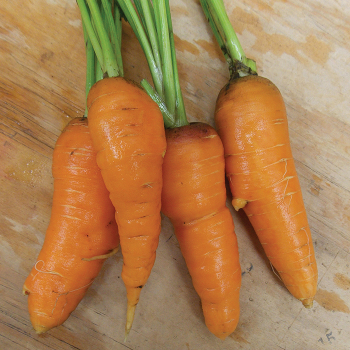 Carrot, Red-Cored Chantenay