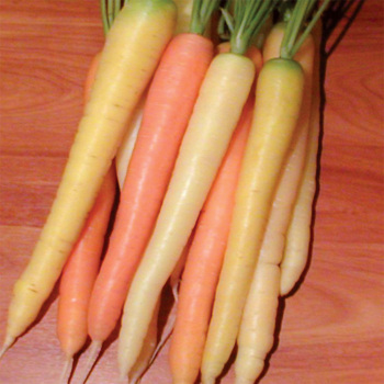 Rainbow Hybrid Carrot