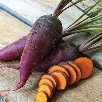 Product Image of Carrot, Dragon 