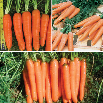 Carrot, Sampler