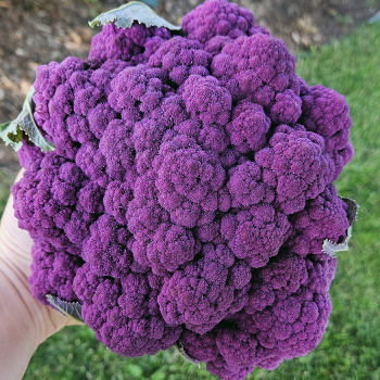 Cauliflower, Amethyst Hybrid