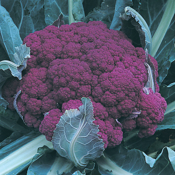 Cauliflower, Graffiti Hybrid