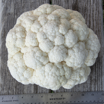 Product Image of Cauliflower, Twister Hybrid