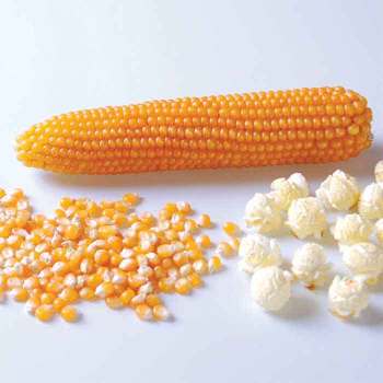 Product Image of Popcorn, Puffy Pop Hybrid