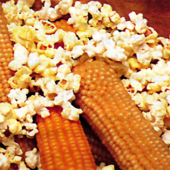 Robust Yellow Hybrid Popcorn