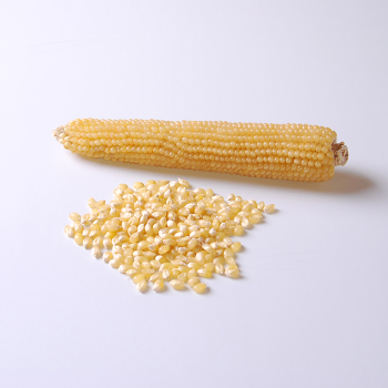 Robust White Hybrid Popcorn
