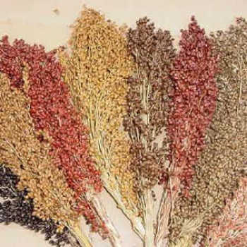 Sorghum, Colored Upright Blend