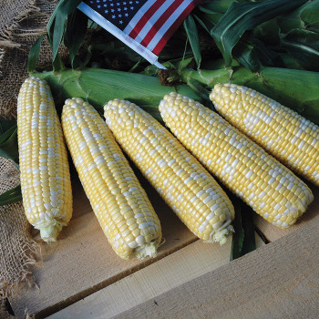 American Dream Hybrid Sweet Corn