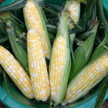 Sweet Corn Germination Issues Garden Guide