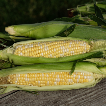 Product Image of Sweet Corn, Butter & Sugar Bicolor Hybrid, Treated
