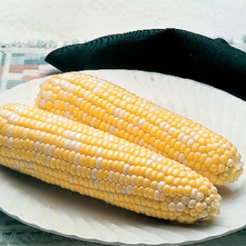 Delectable Hybrid Sweet Corn