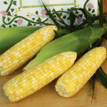 Montauk Bicolor Hybrid Sweet Corn