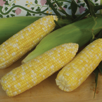 Montauk Bicolor Untreated Hybrid Sweet Corn