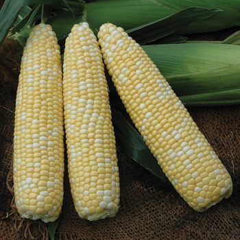 Sweet Corn, First Lady Xtra Tender Bicolor, Treated Sweet Corn, First Lady Xtra Tender Bicolor, Treated