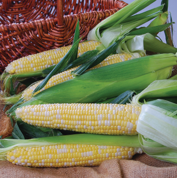 Product Image of Sweet Corn, Nectar Bicolor Hybrid, Treated