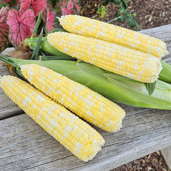 Sweet Corn, Succession Bicolor Hybrid, Treated