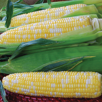 Temptress Hybrid Bicolor Sweet Corn
