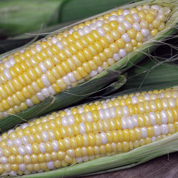 Sweet Corn, Trinity Bicolor Hybrid, Treated Sweet Corn, Trinity Bicolor Hybrid, Treated