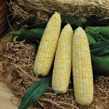 Product Image of Sweet Corn, Signature XR Hybrid, Treated