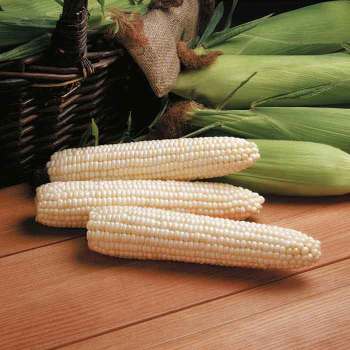 Sweet Corn Maturity Stages Garden Guide
