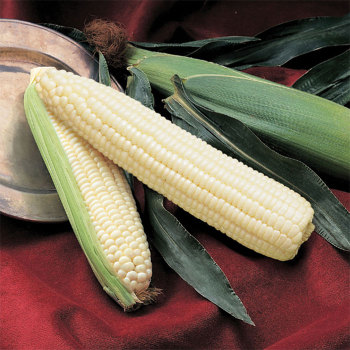 Silver Queen Hybrid Sweet Corn